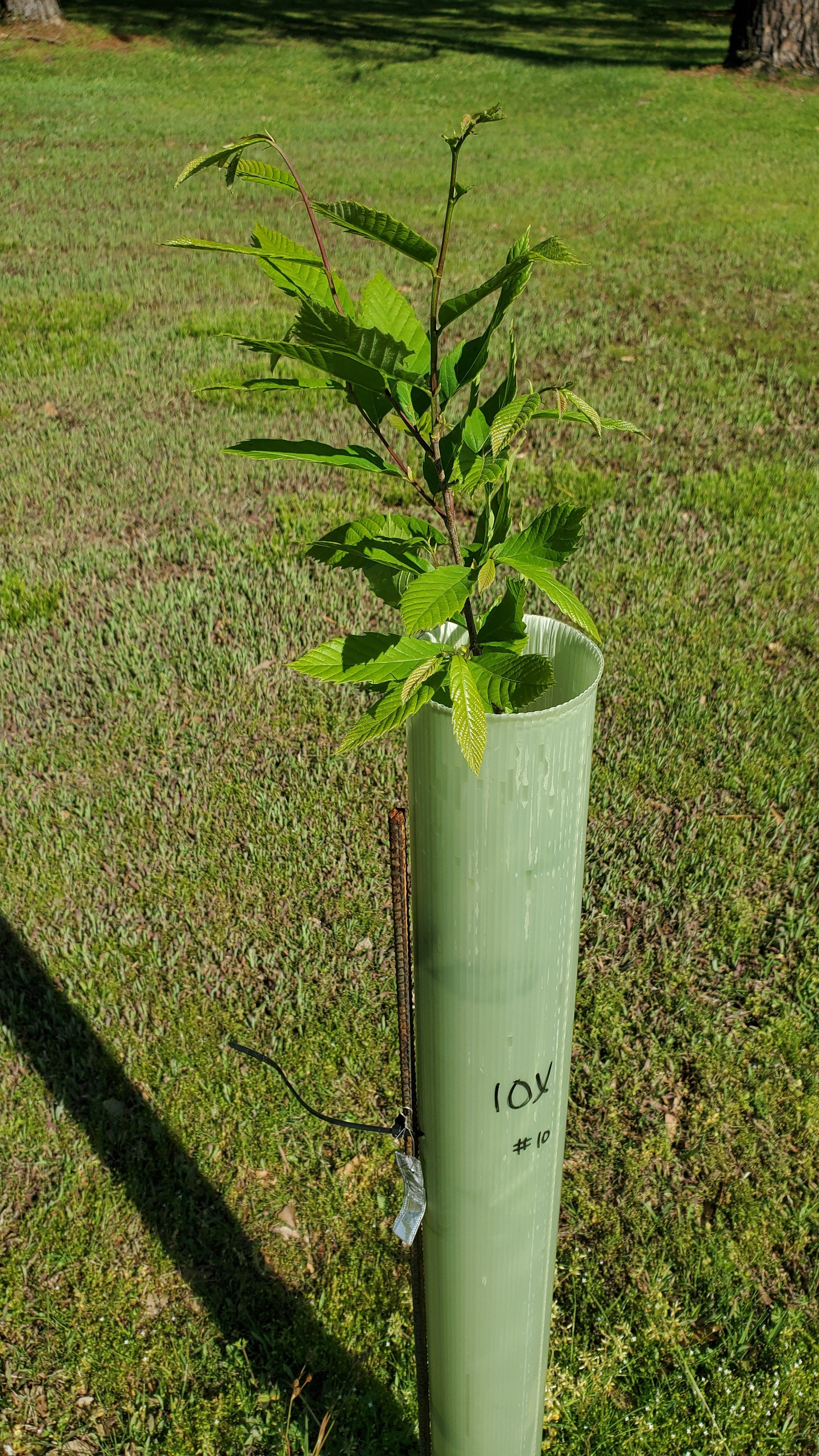 A young Ozark chinquapin grows out of the top of a grow tube with several leaves visible. 